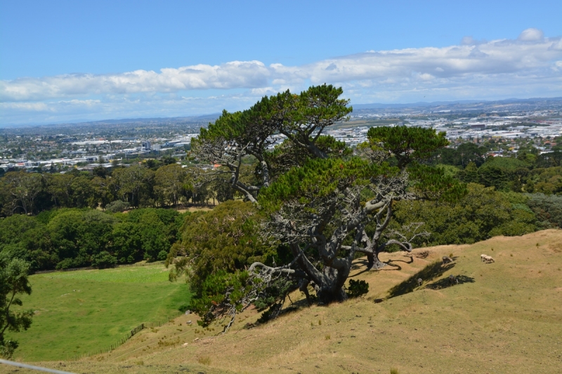 Auckland.Live