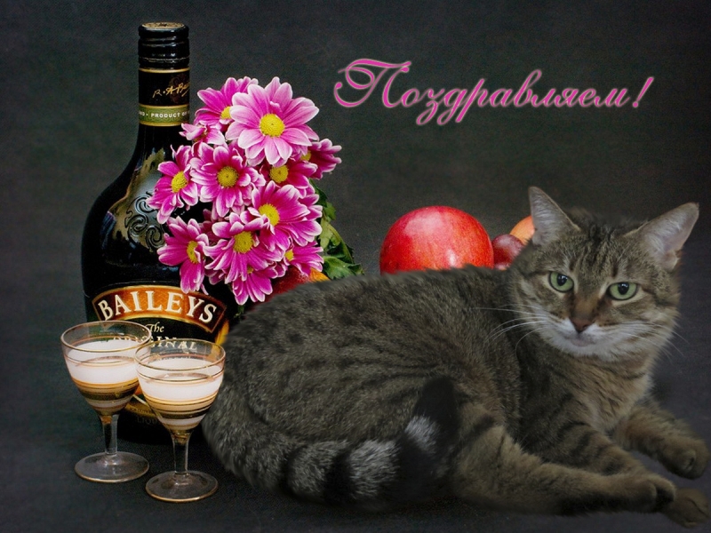 Кошки в нашей жизни. Кошки и все, что с ними связано.