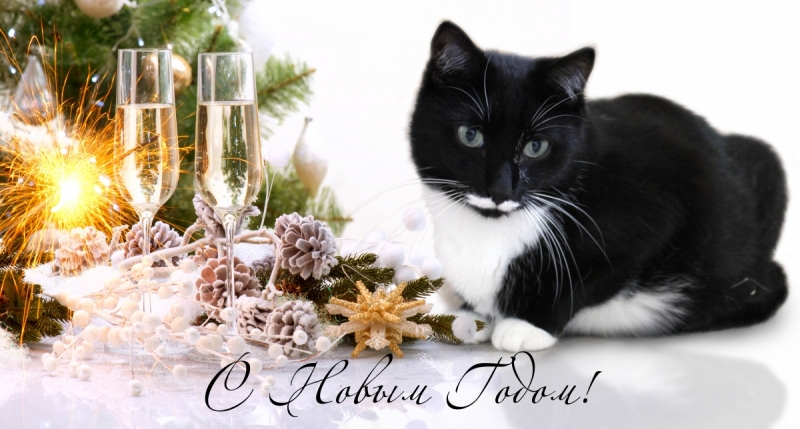 Кошки в нашей жизни. Кошки и все, что с ними связано.