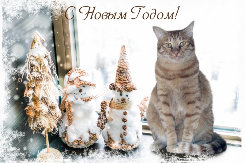 Кошки в нашей жизни. Кошки и все, что с ними связано.