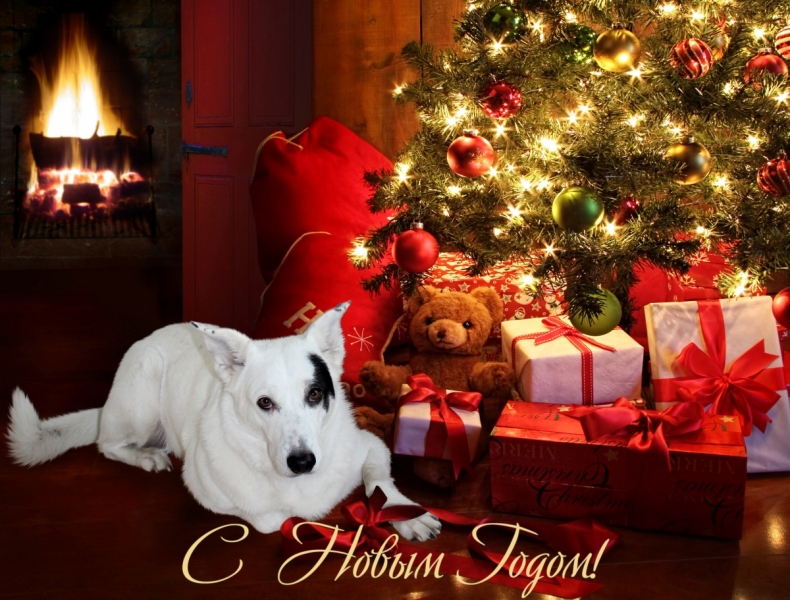 Кошки в нашей жизни. Кошки и все, что с ними связано.