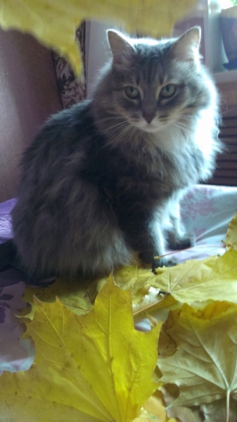 Кошки в нашей жизни. Кошки и все, что с ними связано.