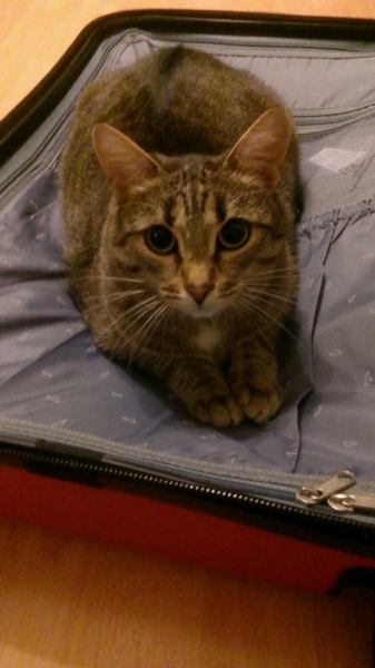 Кошки в нашей жизни. Кошки и все, что с ними связано.