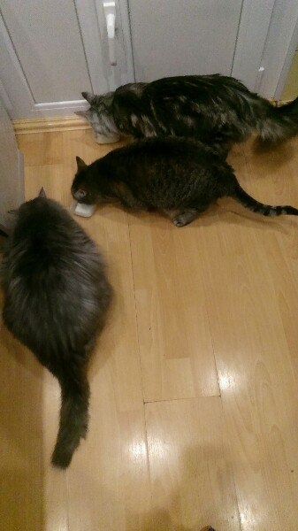 Кошки в нашей жизни. Кошки и все, что с ними связано.