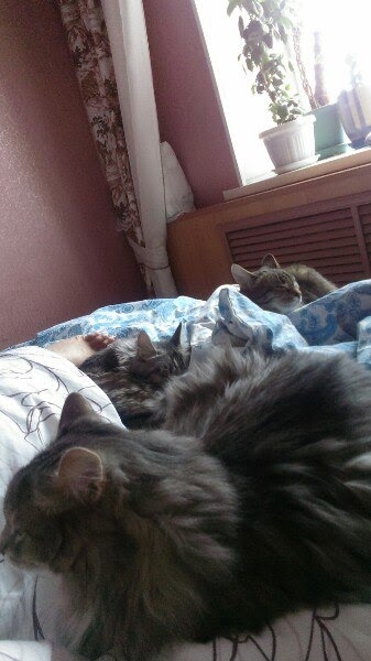 Кошки в нашей жизни. Кошки и все, что с ними связано.