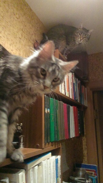 Кошки в нашей жизни. Кошки и все, что с ними связано.