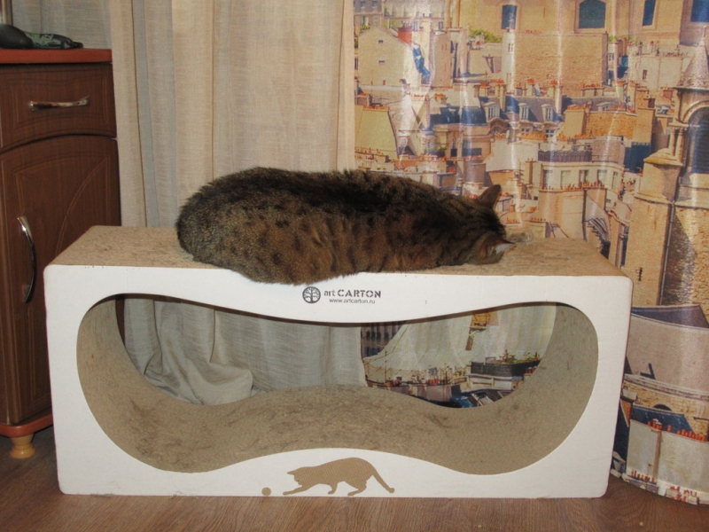 Кошки в нашей жизни. Кошки и все, что с ними связано.