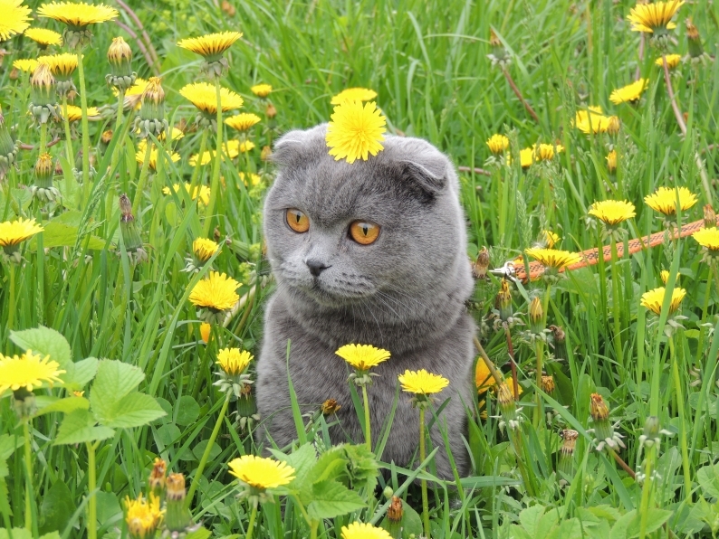 Кошки в нашей жизни. Кошки и все, что с ними связано.