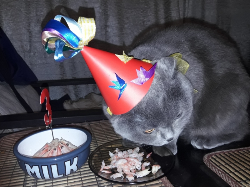 Кошки в нашей жизни. Кошки и все, что с ними связано.