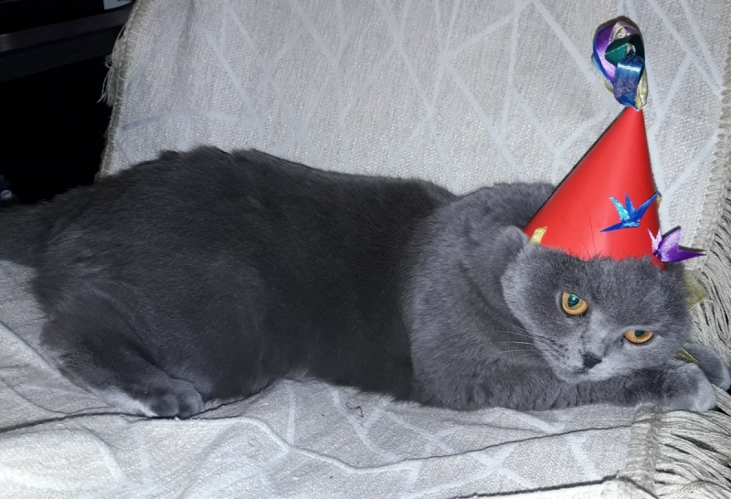 Кошки в нашей жизни. Кошки и все, что с ними связано.