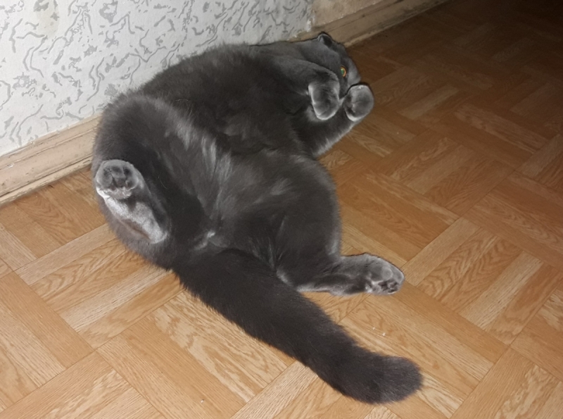 Кошки в нашей жизни. Кошки и все, что с ними связано.