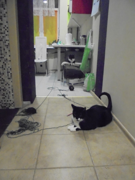 Кошки в нашей жизни. Кошки и все, что с ними связано.