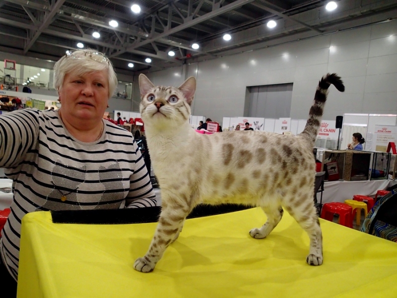 Кошки в нашей жизни. Кошки и все, что с ними связано.