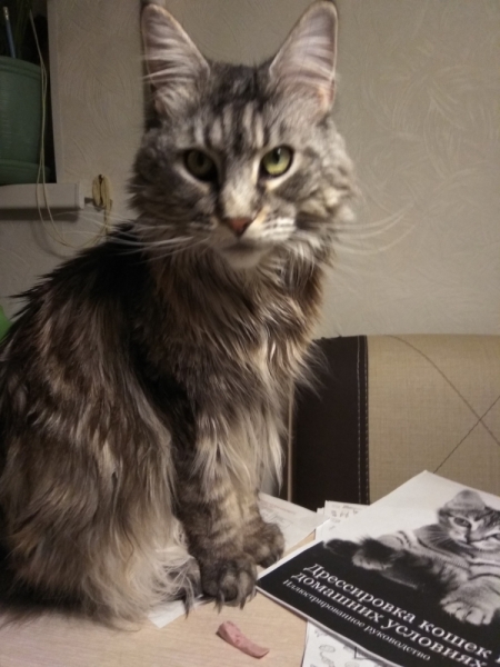 Кошки в нашей жизни. Кошки и все, что с ними связано.