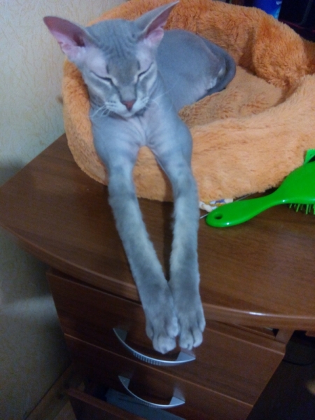 Кошки в нашей жизни. Кошки и все, что с ними связано.