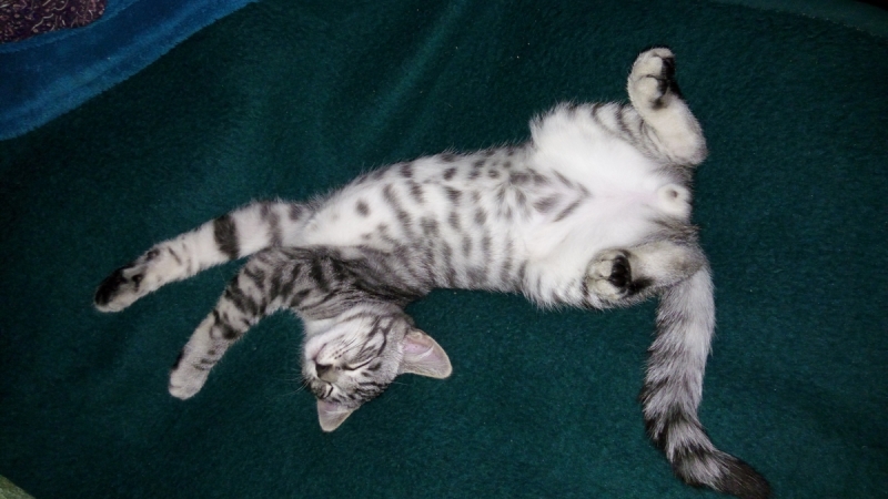 Кошки в нашей жизни. Кошки и все, что с ними связано.