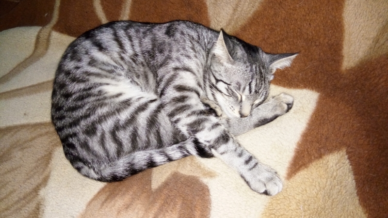 Кошки в нашей жизни. Кошки и все, что с ними связано.