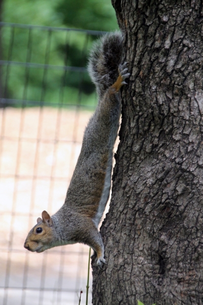 Дорога из Нью-Йорка в Нью-Йорк длиною в 4 тысячи миль