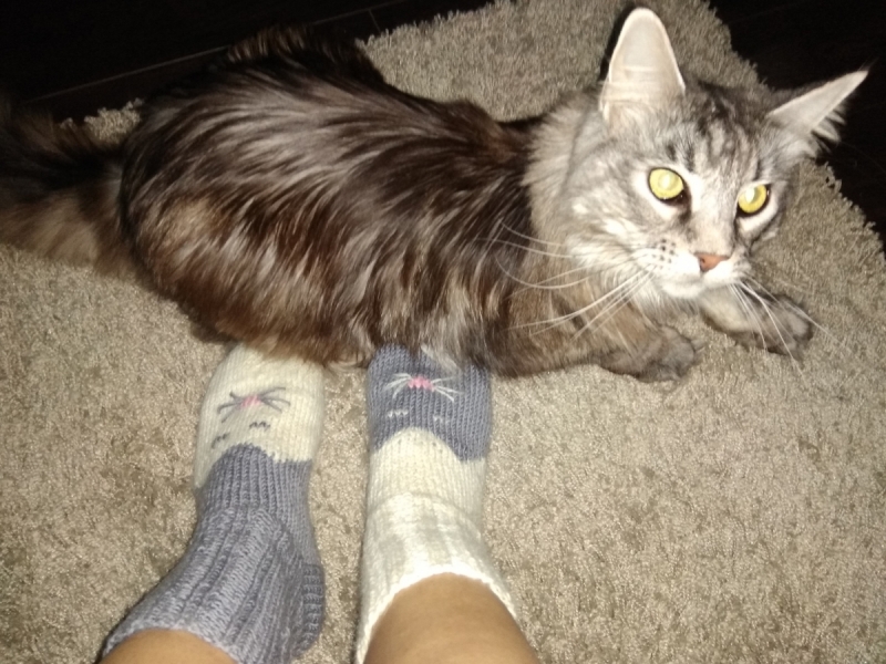 Кошки в нашей жизни. Кошки и все, что с ними связано.