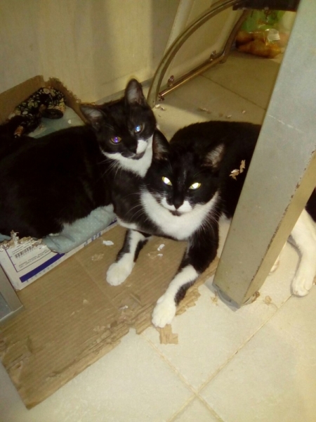 Кошки в нашей жизни. Кошки и все, что с ними связано.