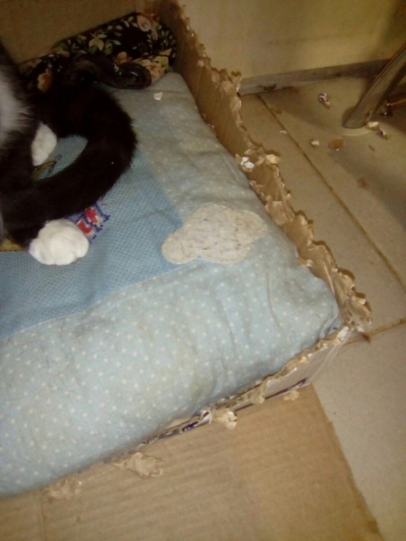 Кошки в нашей жизни. Кошки и все, что с ними связано.