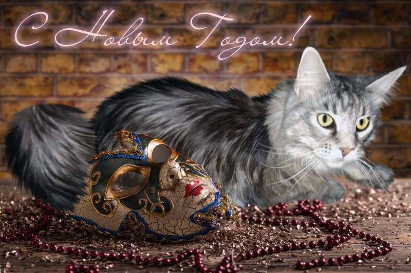 Кошки в нашей жизни. Кошки и все, что с ними связано.