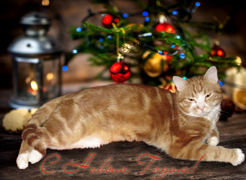 Кошки в нашей жизни. Кошки и все, что с ними связано.