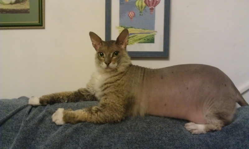 Кошки в нашей жизни. Кошки и все, что с ними связано.