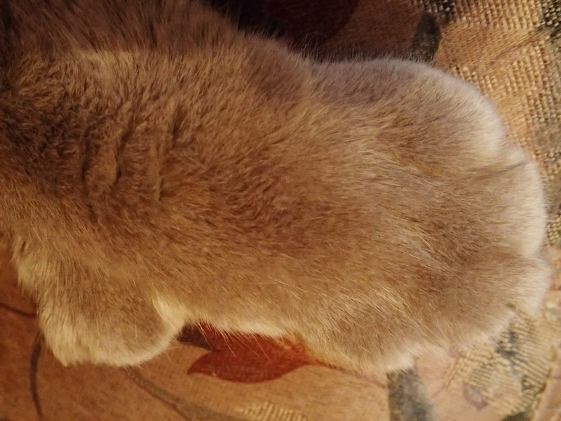 Кошки в нашей жизни. Кошки и все, что с ними связано.