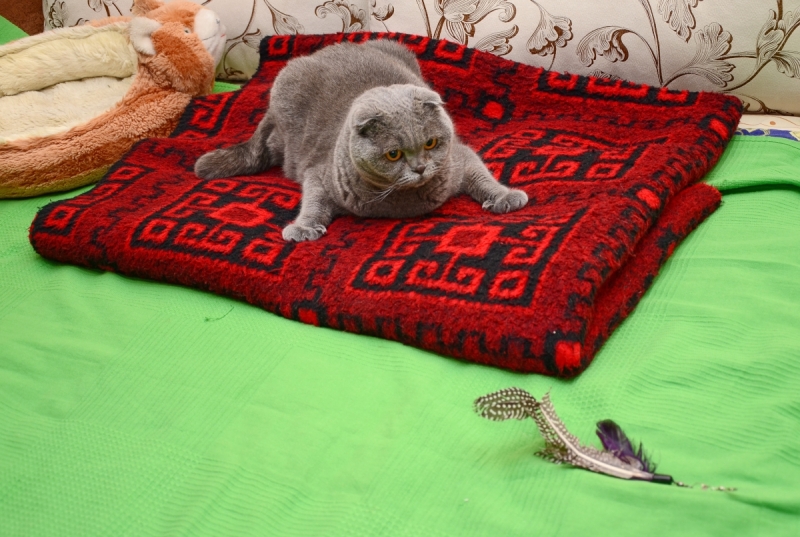 Кошки в нашей жизни. Кошки и все, что с ними связано.