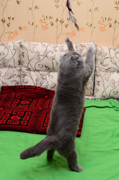 Кошки в нашей жизни. Кошки и все, что с ними связано.