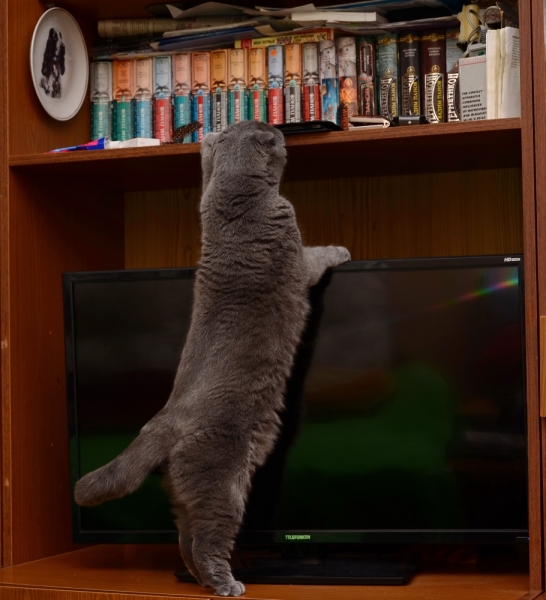 Кошки в нашей жизни. Кошки и все, что с ними связано.