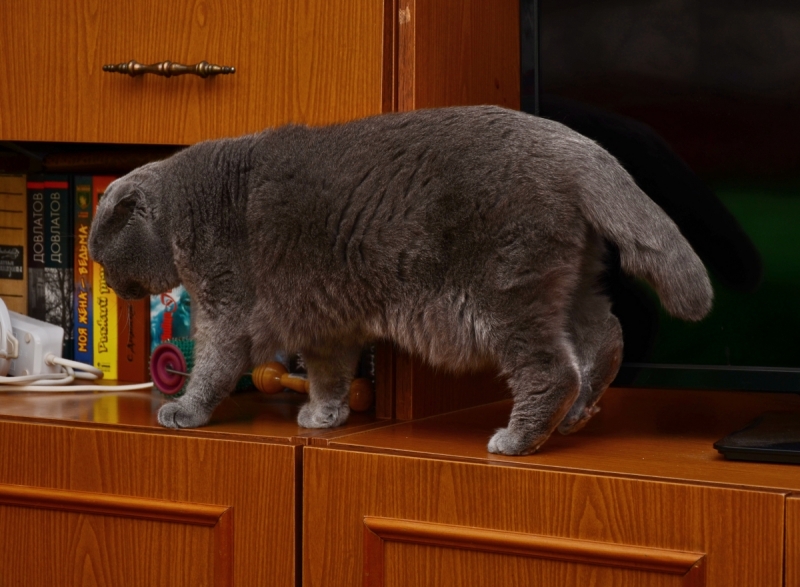 Кошки в нашей жизни. Кошки и все, что с ними связано.