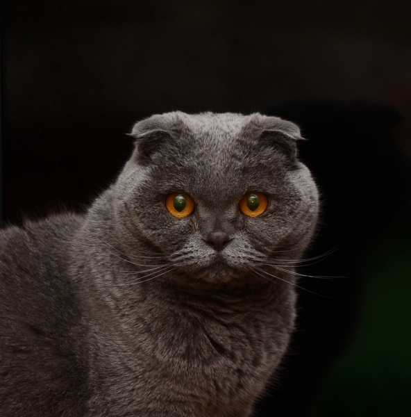 Кошки в нашей жизни. Кошки и все, что с ними связано.