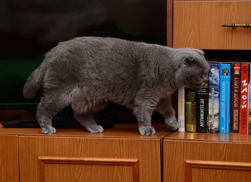 Кошки в нашей жизни. Кошки и все, что с ними связано.