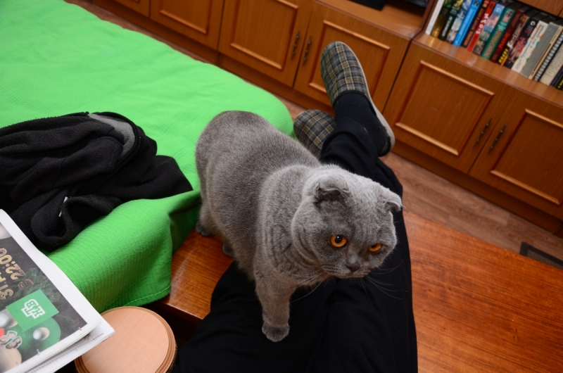 Кошки в нашей жизни. Кошки и все, что с ними связано.