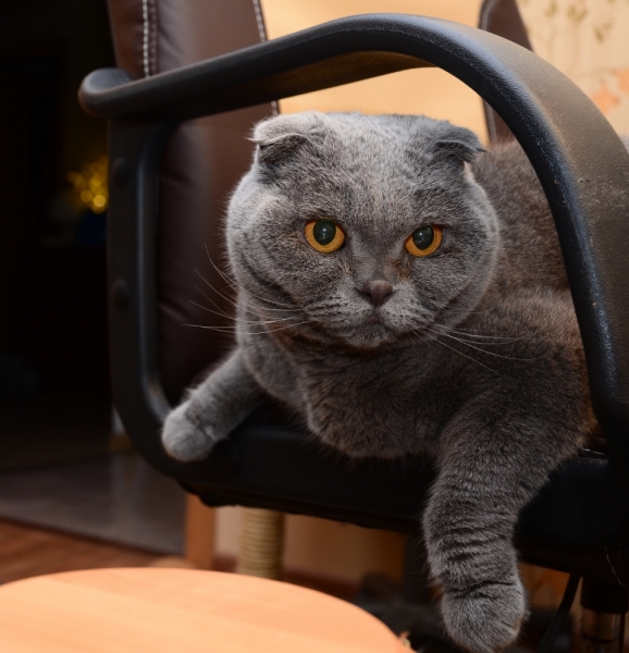 Кошки в нашей жизни. Кошки и все, что с ними связано.