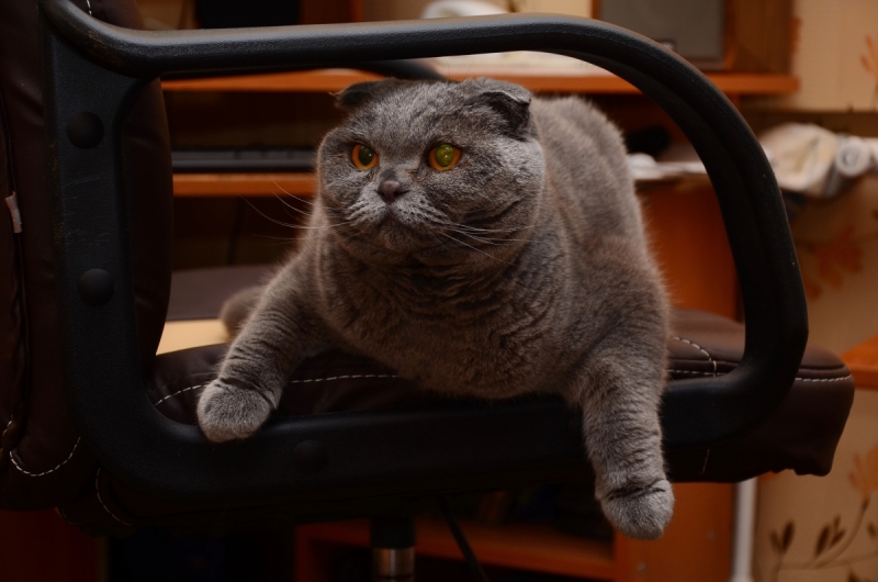 Кошки в нашей жизни. Кошки и все, что с ними связано.