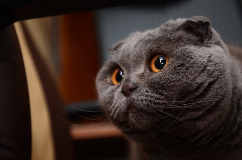 Кошки в нашей жизни. Кошки и все, что с ними связано.