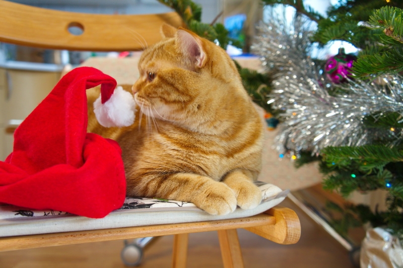 Кошки в нашей жизни. Кошки и все, что с ними связано.