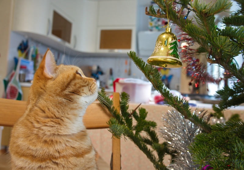 Кошки в нашей жизни. Кошки и все, что с ними связано.