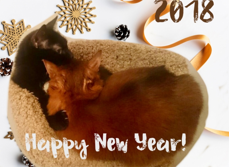 Кошки в нашей жизни. Кошки и все, что с ними связано.