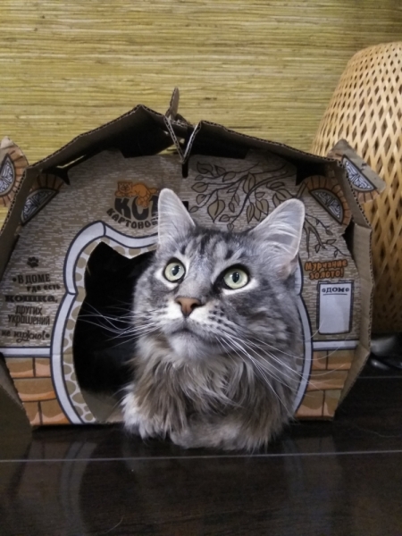 Кошки в нашей жизни. Кошки и все, что с ними связано.