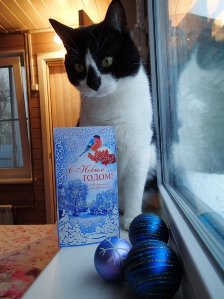 Кошки в нашей жизни. Кошки и все, что с ними связано.