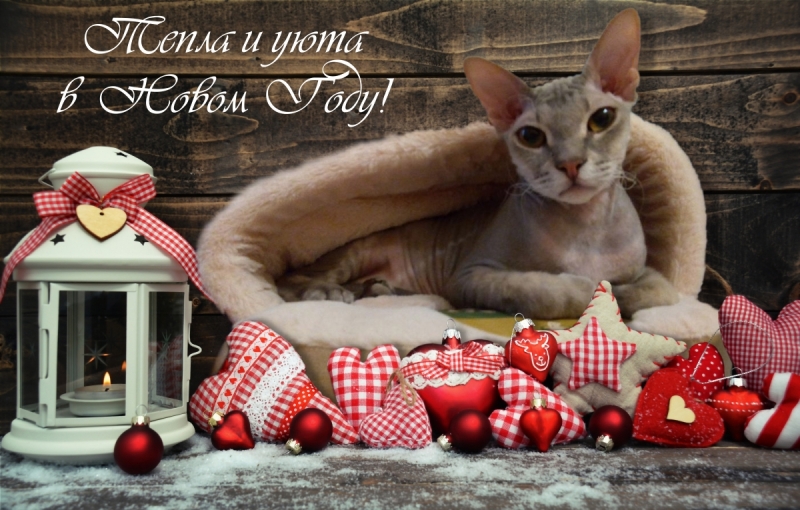 Кошки в нашей жизни. Кошки и все, что с ними связано.