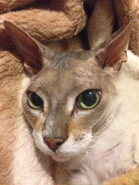 Кошки в нашей жизни. Кошки и все, что с ними связано.