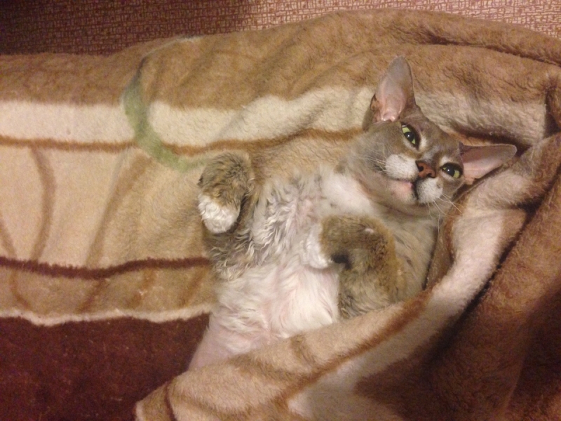 Кошки в нашей жизни. Кошки и все, что с ними связано.