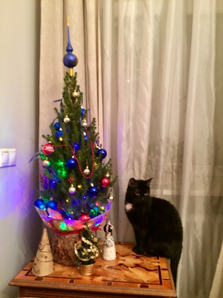 Кошки в нашей жизни. Кошки и все, что с ними связано.