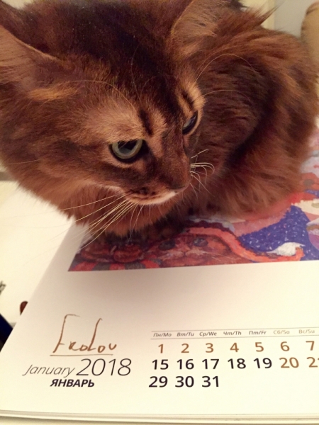 Кошки в нашей жизни. Кошки и все, что с ними связано.