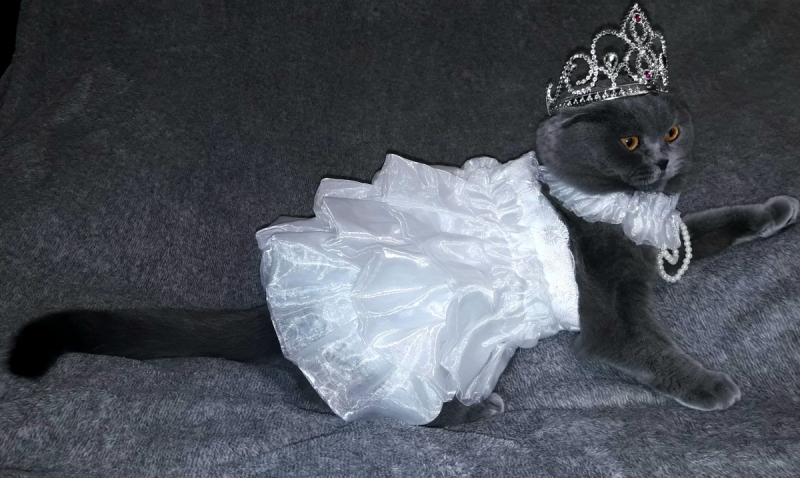 Кошки в нашей жизни. Кошки и все, что с ними связано.